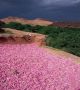 Ouarzazate fÃªte ses roses Ã  Kelaa M'gouna du 07 au 09 mai 